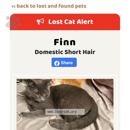 Photo of a cat found in Bel Air