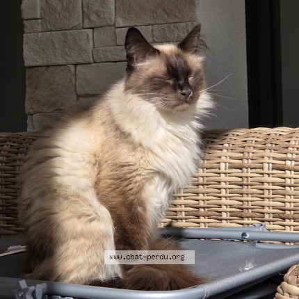 Photo of a cat found in Le Pian Medoc