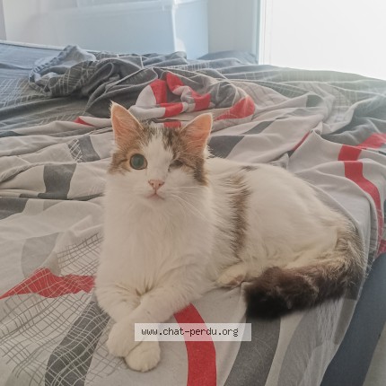 Photo of a cat found in Les Mollettes