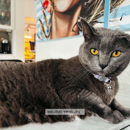Photo of a cat found in St Hubert