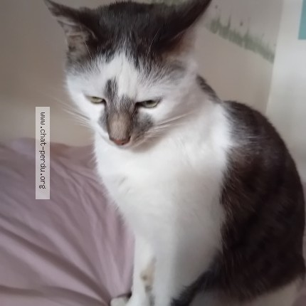 Photo of a cat found in Montreuil