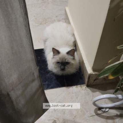 Photo 1/1 Toffy Cat lost in Secunderabad