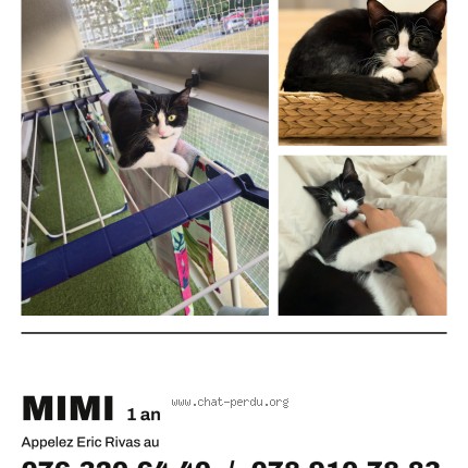 Photo of a cat reunited in Meyrin