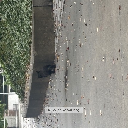 Photo 1/1 Found cat Found in Montreal