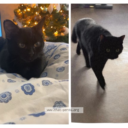 Photo of a cat found in Cuy Saint Fiacre