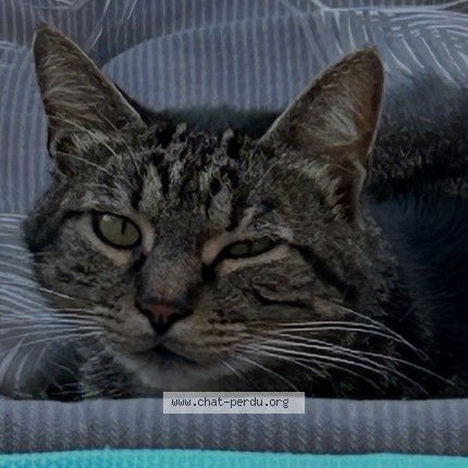 Photo of a cat found in Malemort