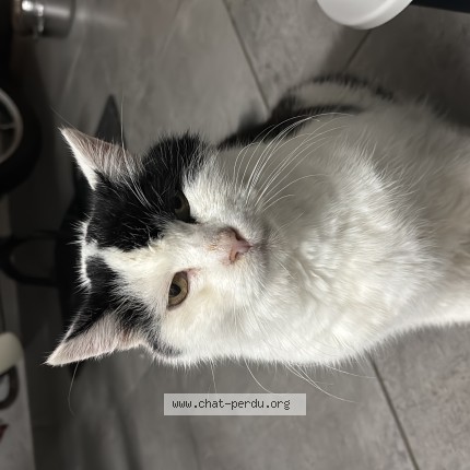 Foto 1/1 Lulu Kat vermist in Grace Hollogne