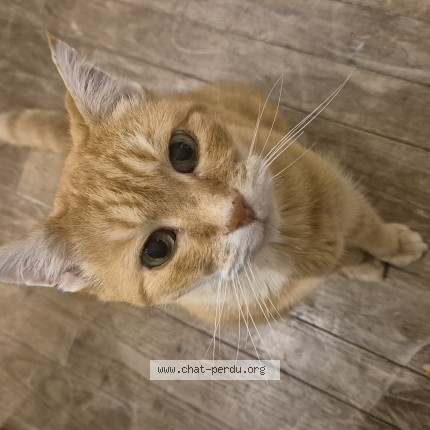 Foto 1/1 Tigrou Kat vermist in Braine L Alleud