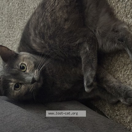 Photo of a cat found in Albuquerque