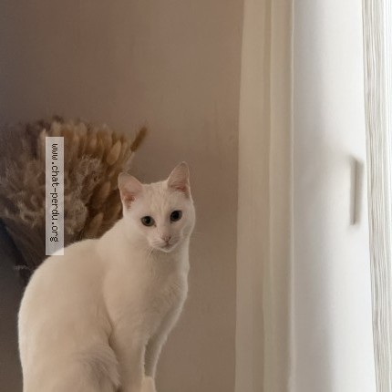 Photo of a cat found in Saint Nicolas De Redon