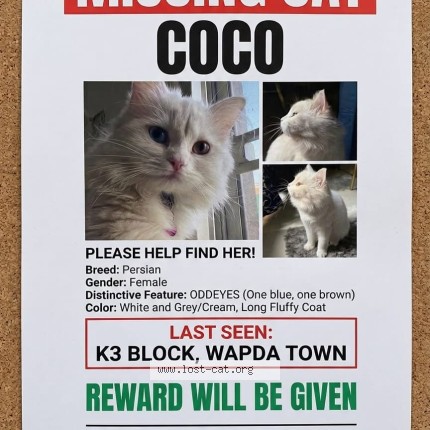 Photo 1/1 maheen usman Cat lost in Wapda Town