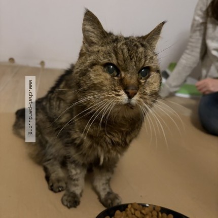 Photo of a cat found in Nanterre