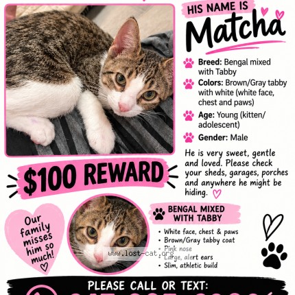 Picture of cat lost at Toronto