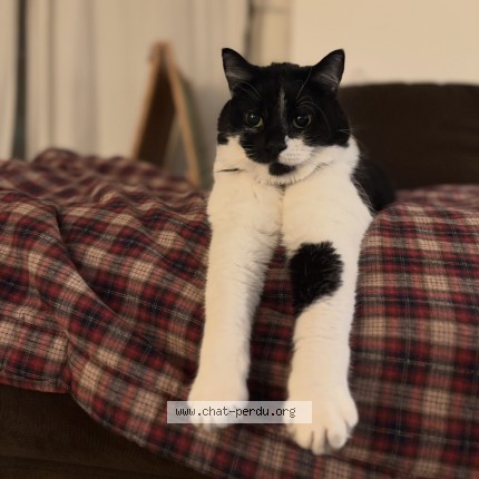 Photo 1/1 Simone Cat lost in Trois Rivieres