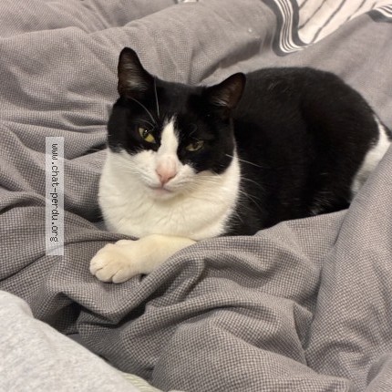 Photo of a cat found in Noisiel