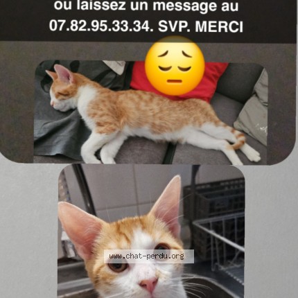 Photo of a cat found in La Chapelle St Luc