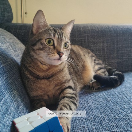 Photo of a cat found in Livry Gargan