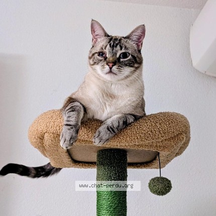 Photo of a cat found in Montauban