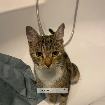 Foto 1/1 Kat gevonden Gevonden in Bruxelles Forest