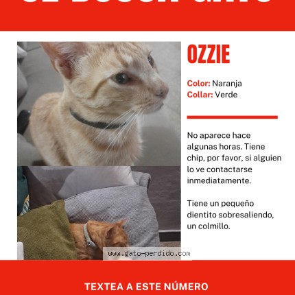 Photo of a cat found in Lascano