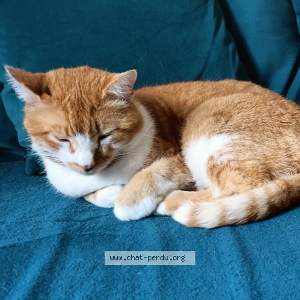 Photo of a cat found in La Tronche