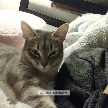 Photo 1/1 Chimie Cat lost in Montreal