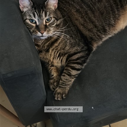 Photo of a cat found in Trigueres