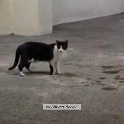 Photo of a cat found in Lyon