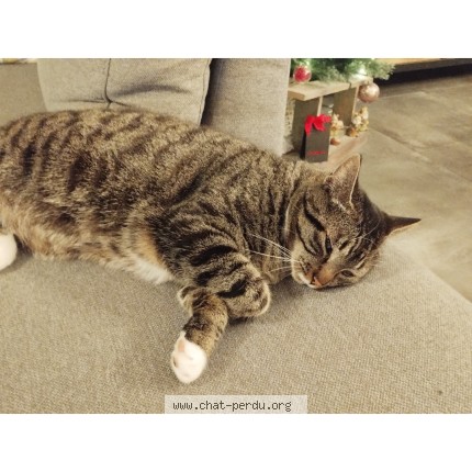 Foto 1/1 Gribouille Kat vermist in Rochefort