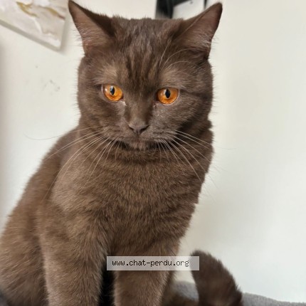 Foto 1/2 KINDER Kat vermist in Anderlecht