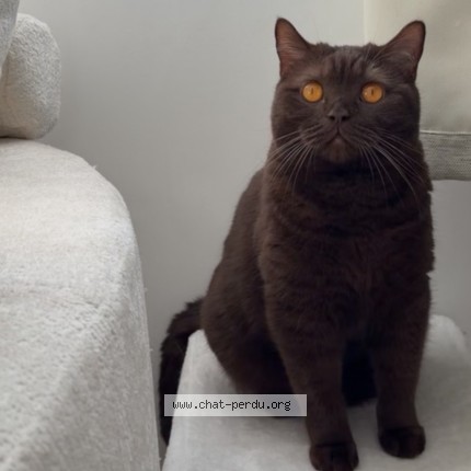 Foto 2/2 KINDER Kat vermist in Anderlecht