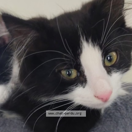 Photo of a cat found in Velars