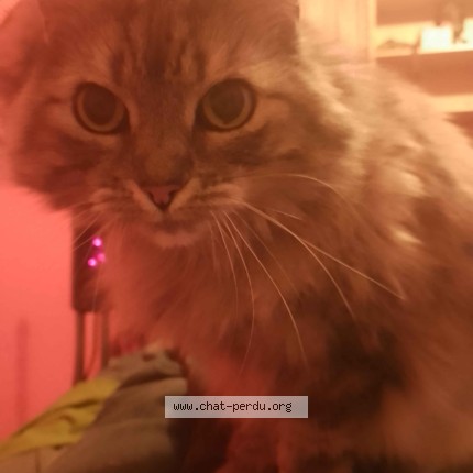 Foto 1/1 Chipie Kat vermist in Koekelberg
