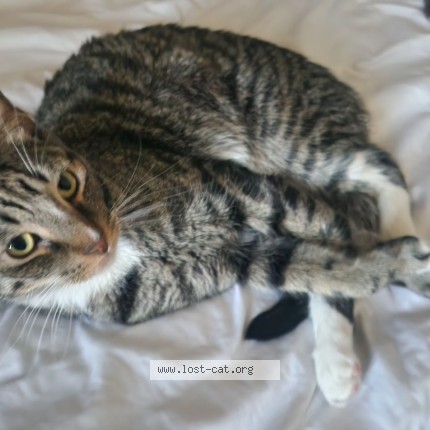 Photo 1/1 Gohan Cat lost in Suisun City
