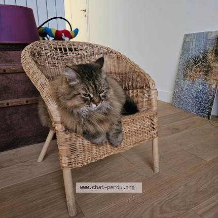 Photo of a cat found in Malakoff