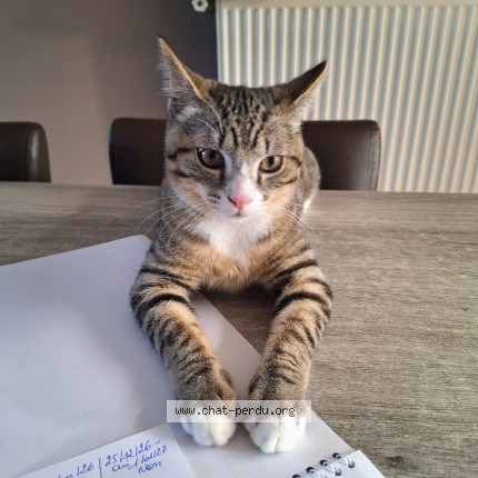 Photo of a cat found in Herseaux