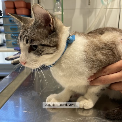 Photo of a cat found in Versailles