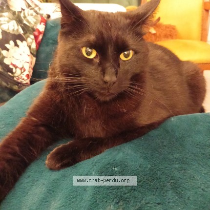 Photo of a cat reunited in Le Havre