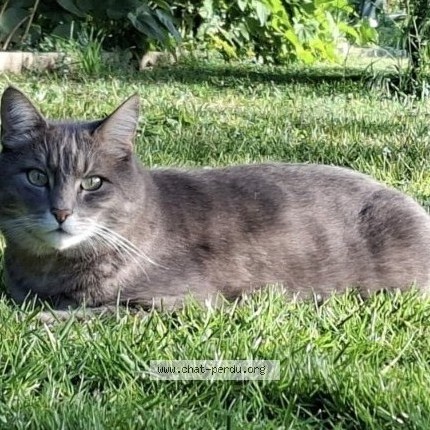 Photo of a cat found in Avrigny