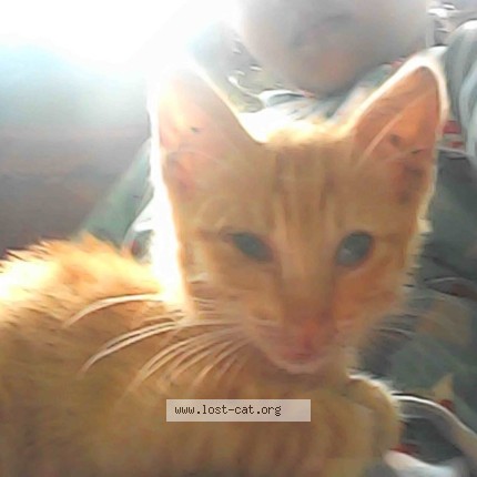 Photo 1/1 Phoenix Cat lost in Baguio