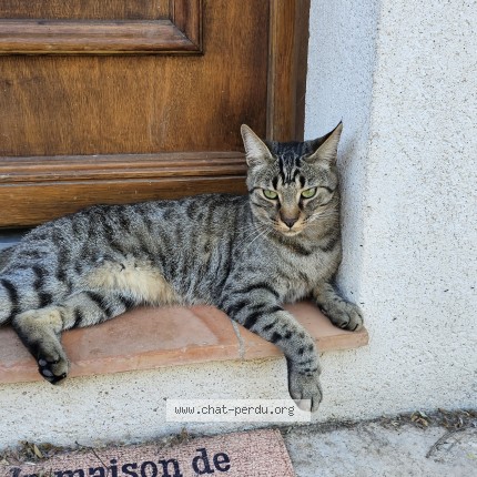 Photo of a cat reunited in Cagnes Sur Mer