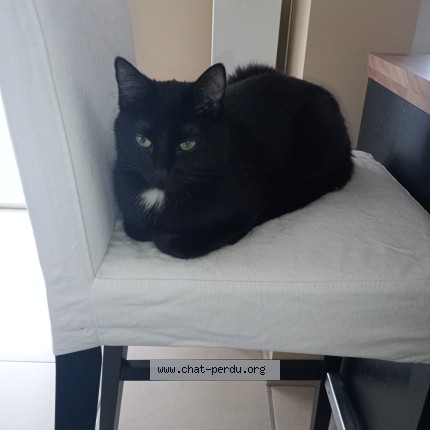 Foto 1/1 Nina Kat vermist in Oupeye