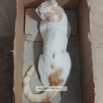 Photo 1/1 milo Cat lost in Karachi
