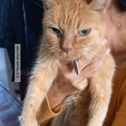 Photo of a cat found in Tarabel