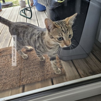 Photo of a cat found in Parempuyre