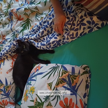 Foto 1/1 Simba Kat vermist in Anderlecht