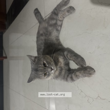 Photo 1/1 Found cat Found in Islamabad