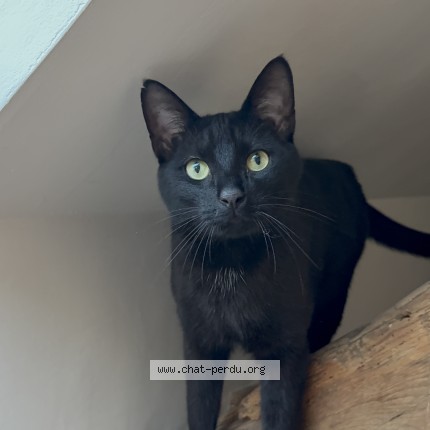 Photo of a cat found in Grisy Suisnes