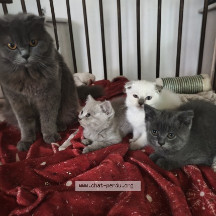 Foto 1/1 Princesse Kat vermist in Angleur