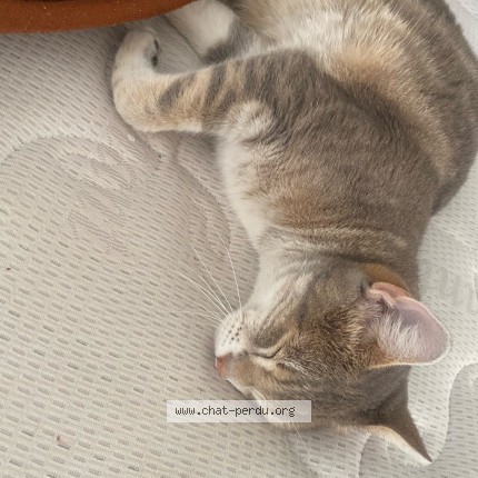 Photo of a cat found in Tarascon
